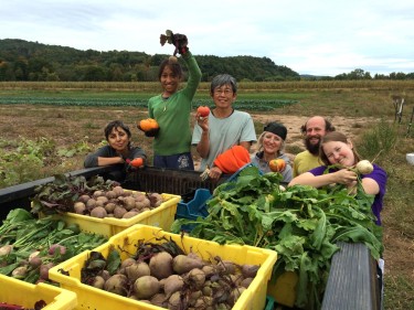 Gleaning for local food pantries at Whirligig Farm, 2014